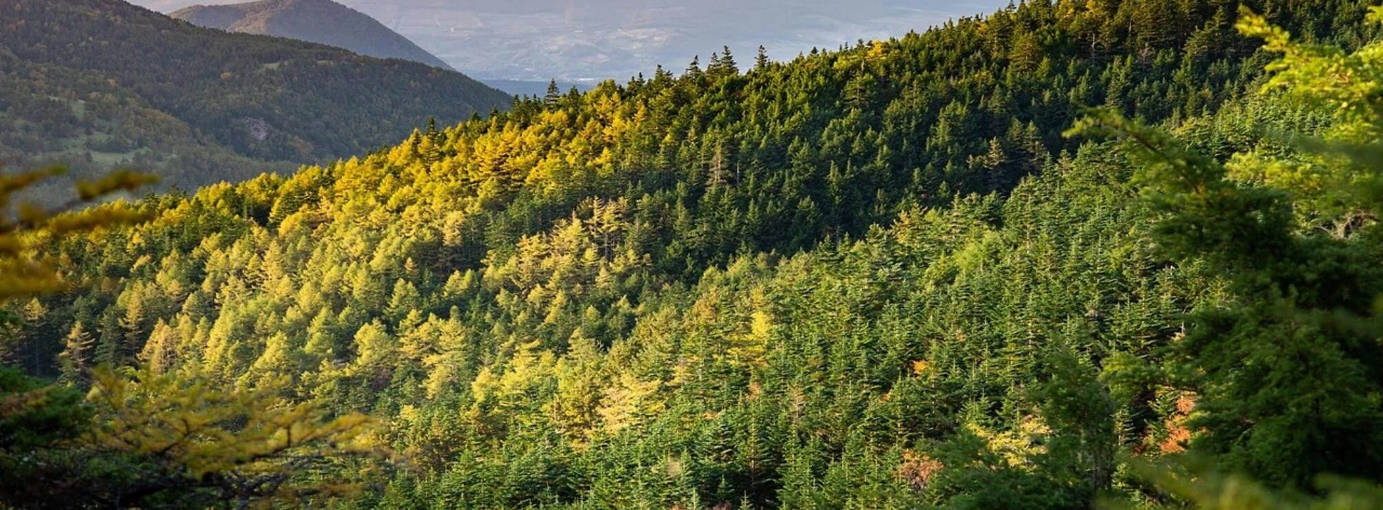 Auf dem Bild ist ein Bergwald zu sehen, der überwiegend aus Nadelbäumen besteht.