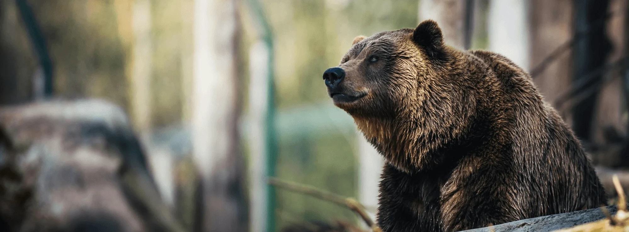 Auf dem Bild ist ein brauner Bär zu sehen.